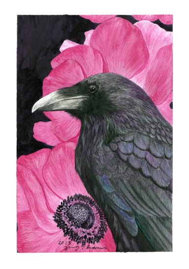 Kolkrabe vor rosa Anemonen, Aquarellbild