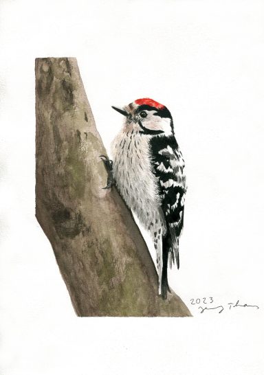 Aquarellbild von einem Kleinspecht an einem Baumstamm