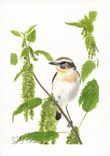 Eine Aquarellzeichnung von einem Braunkehlchen auf Brennnesseln