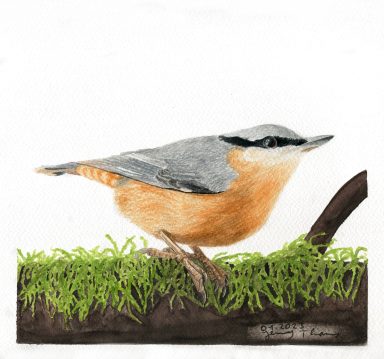 Kleiber auf moosigem Ast, Aquarellzeichnung