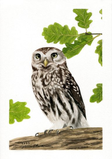 Aquarell von einem Steinkauz, der Vogel sitzt in einer Eiche