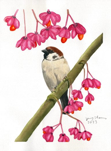 Feldsperling als Aquarellbild zwischen Pfaffenhütchen