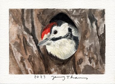 Ein mit Aquarell gemaltes Spechtküken schaut aus seiner Höhle