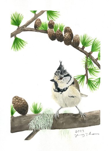 Aquarell von einer Haubenmeise